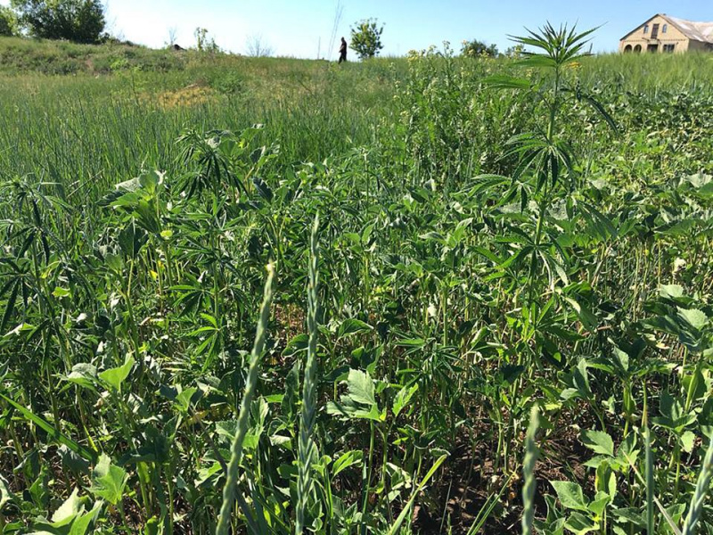 В районе ООС зафиксировали 23 случая сбыта наркотиков военнослужащим