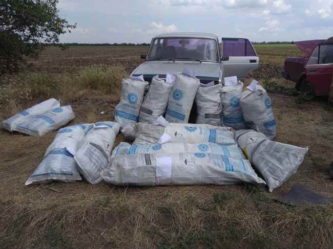 В Николаевской области обнаружили плантацию конопли стоимостью более 2 млн гривен