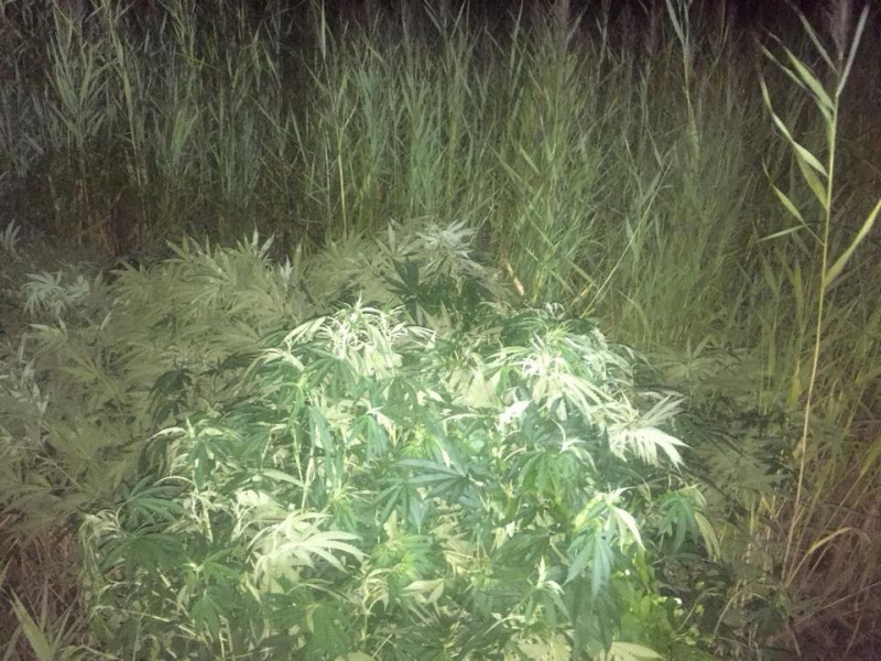 В Херсонской области ликвидировали плантацию элитной марихуаны