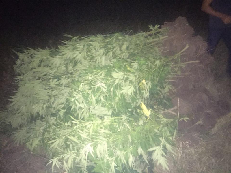 В Херсонской области ликвидировали плантацию элитной марихуаны