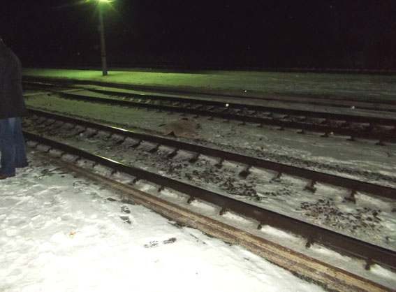 В Ровенской области под поезд попали двое людей