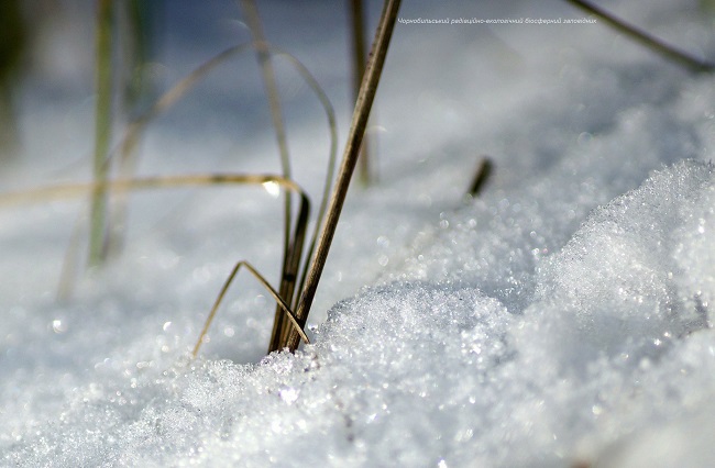 Аномальная зима: появились впечатляющие фото животных Чернобыля