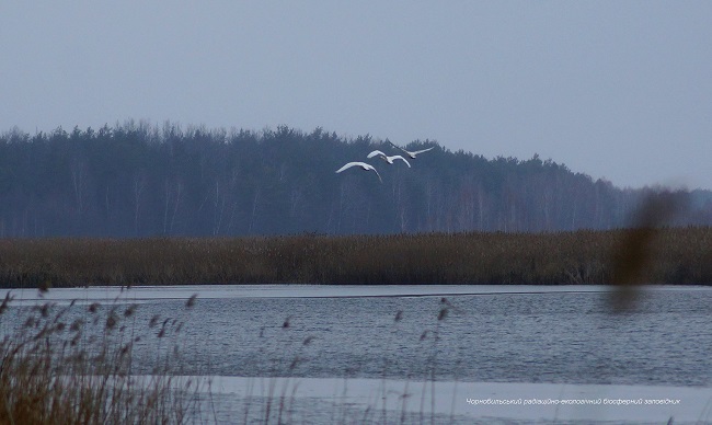 Аномальна зима в Чорнобилі: з'явилися фото унікальних тварин