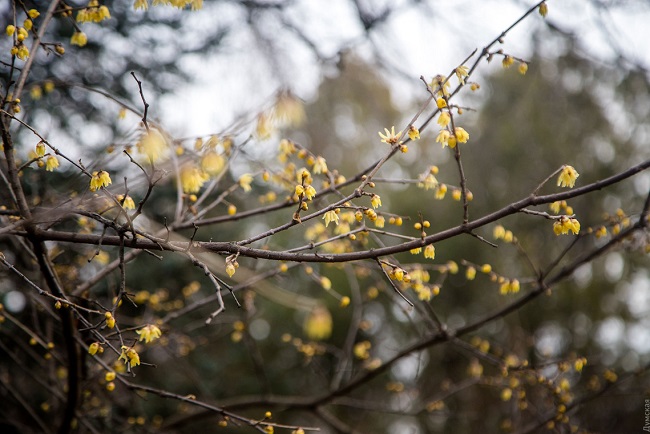 В Одесі через аномальну зиму розквітнув сад: фантастичні фото