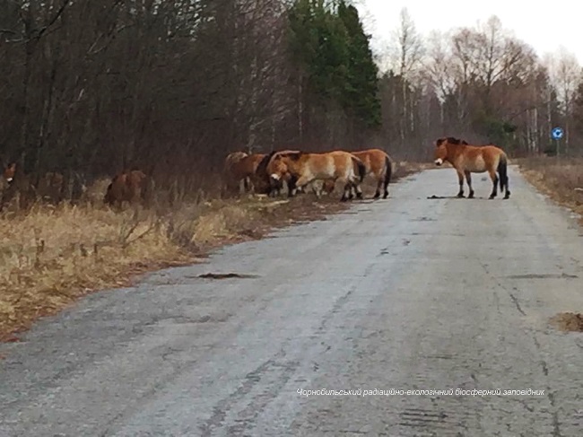 З'явилися нові фото зниклих тварин з Чорнобильської зони