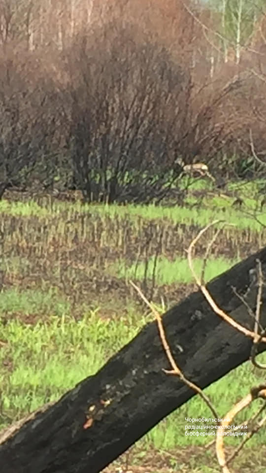 Чорнобильська зона оживає після великої пожежі: з'явилися яскраві фото