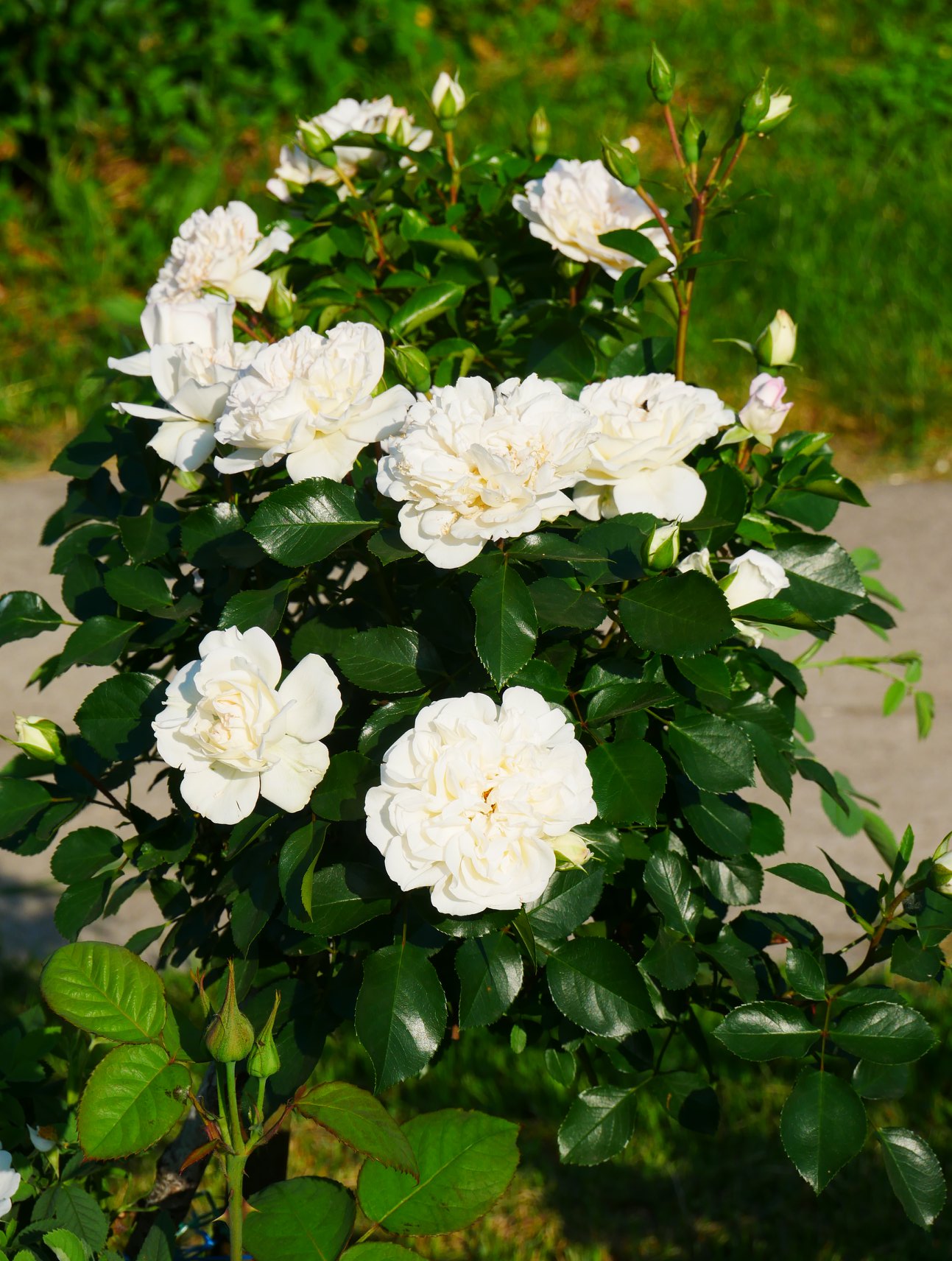 В Киеве распустились уникальные розы: неземную красоту показали на фото