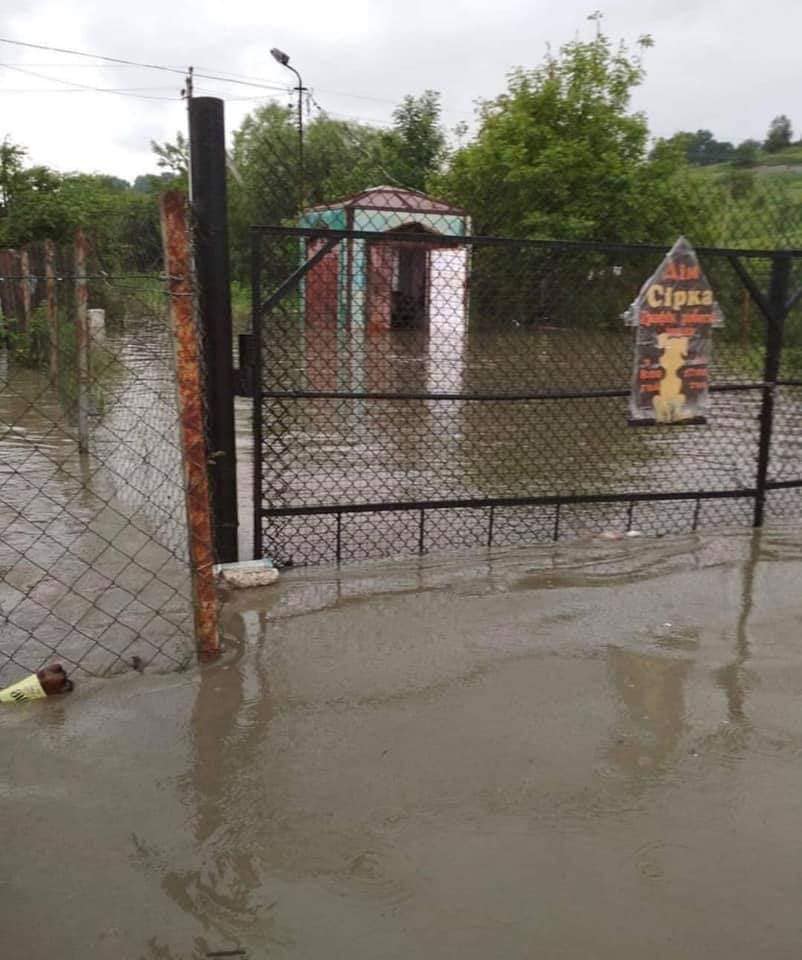 Під Івано-Франківськом затопило собачий притулок: зоозахисники просять про допомогу