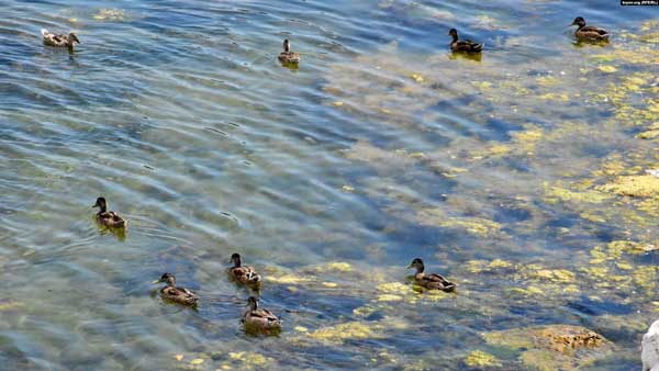У мережі показали, до чого окупанти довели Крим: бруд, сморід, покришки у морі