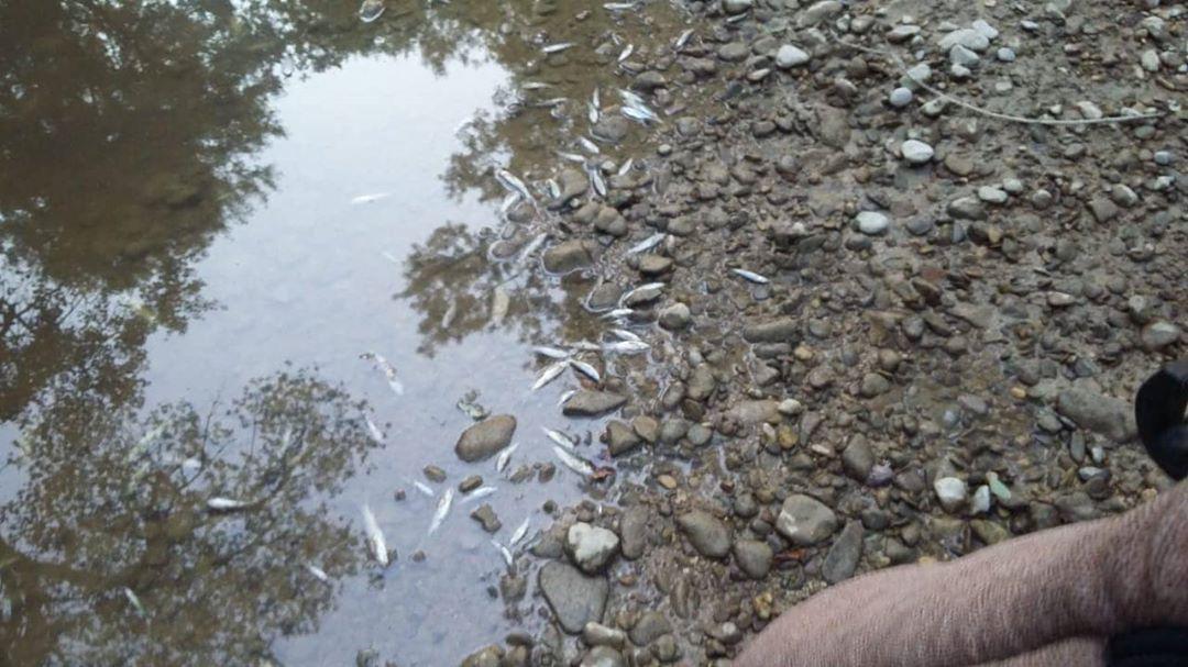 Крим зіткнувся з екологічною катастрофою: річки перетворилися в калюжі