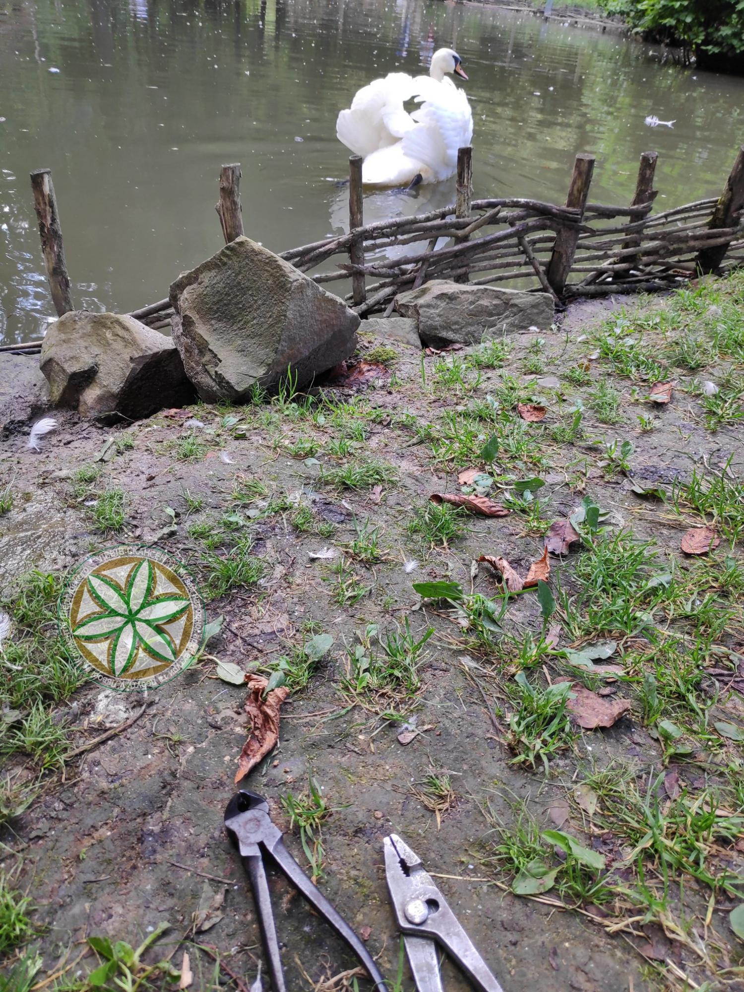 Пара из Одессы спасла лебедя во Львове: крючок зацепился за шею