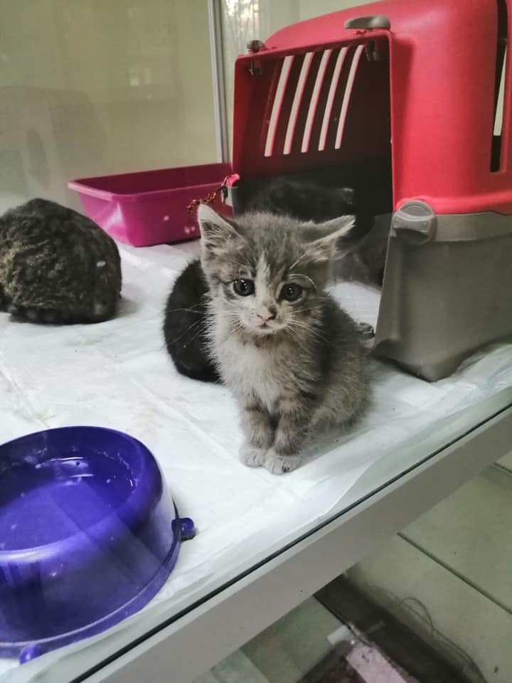 Опіки та інші травми: волонтери показали тварин, постраждалих у пожежі під Луганськом