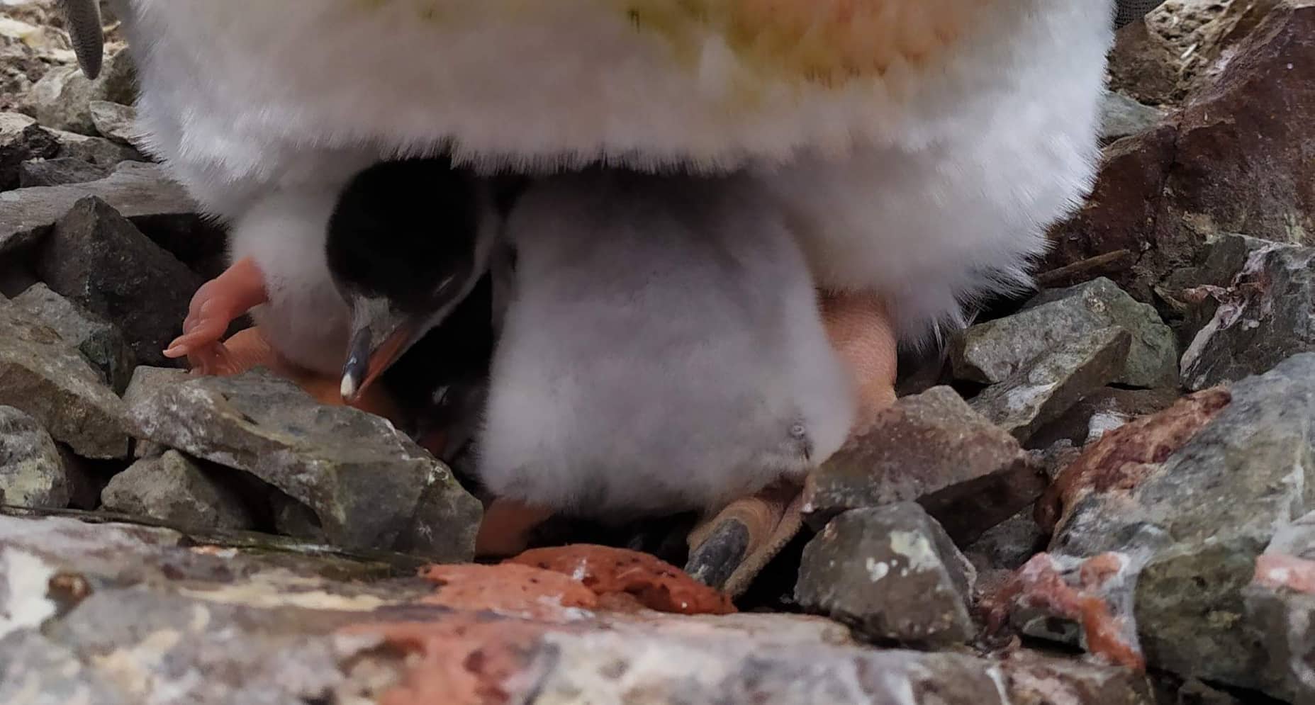 Українські полярники в Антарктиді побачили диво народження на Святого Миколая: яскраві фото