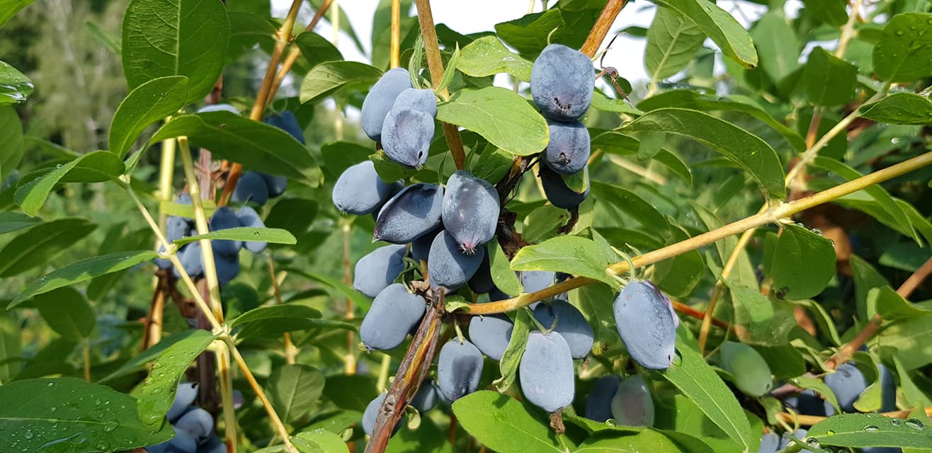 Експерт назвав найурожайніший сорт жимолості: майже 2 кг з куща!