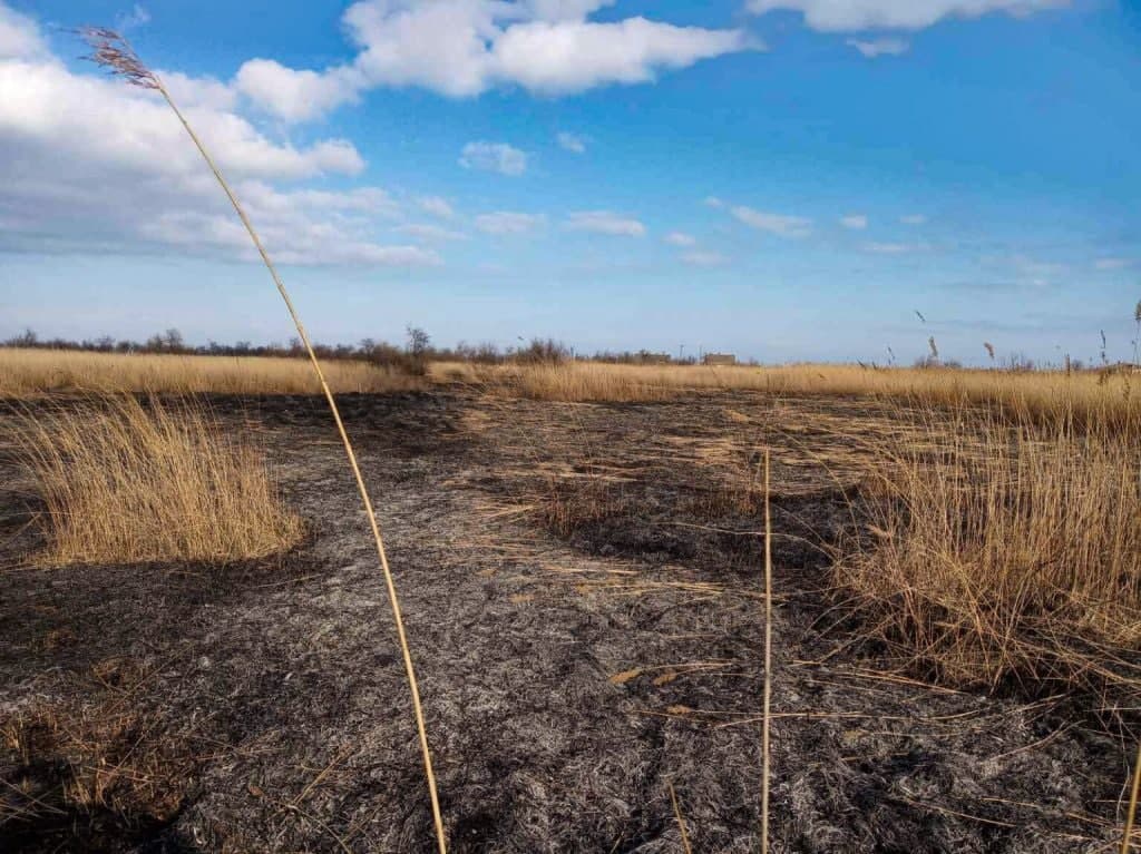 Діти влаштували масштабну пожежу поблизу відомого українського курорту: фото та відео