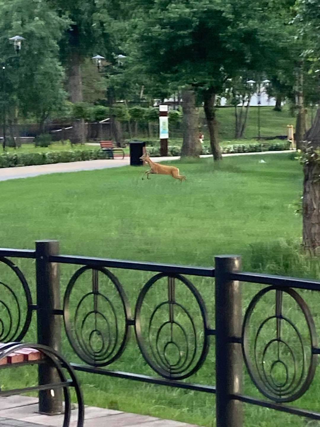 У Києві помітили косулю, яка перепливла Дніпро