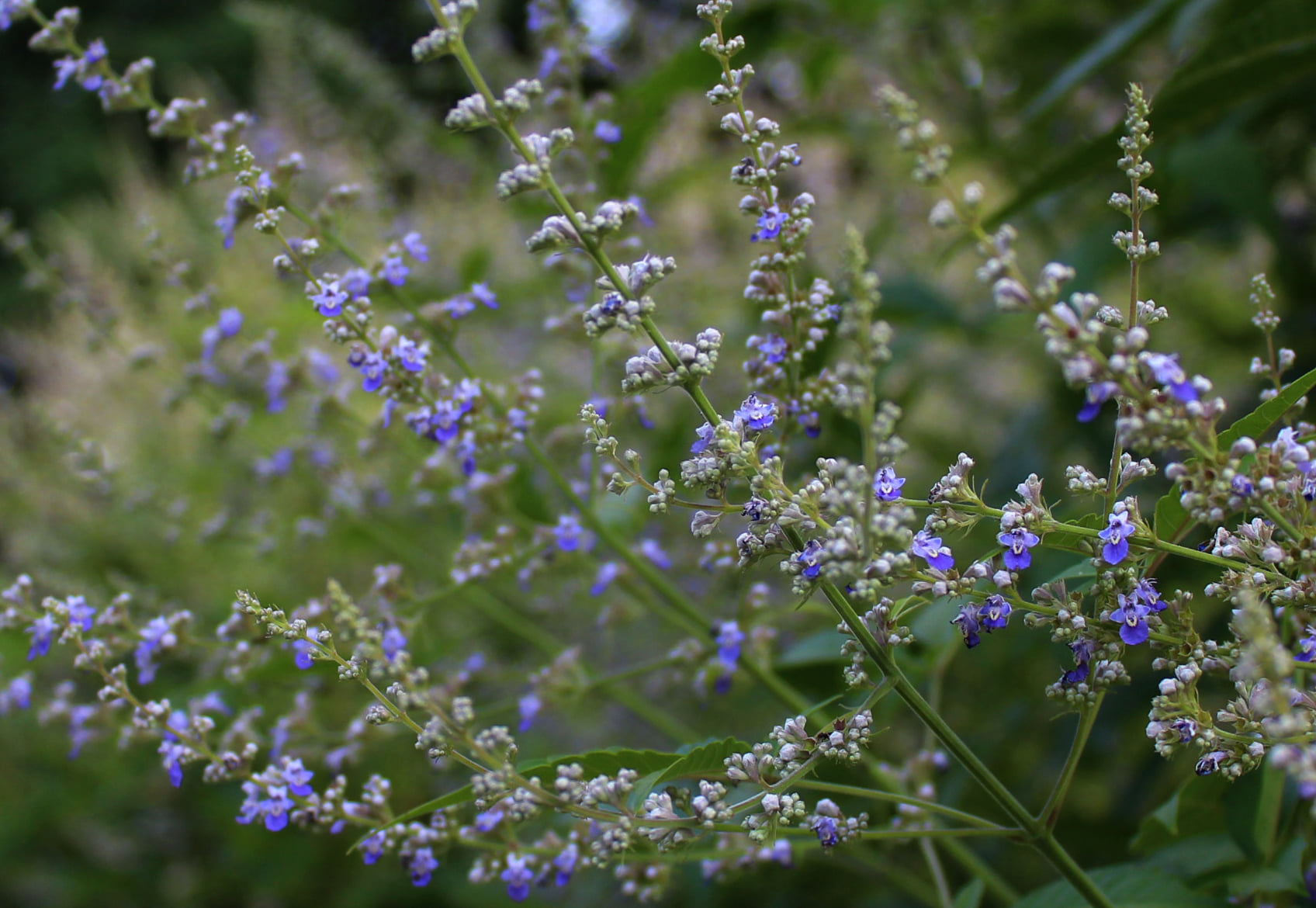 В киевском ботсаду началось роскошное цветение: завораживающие фото