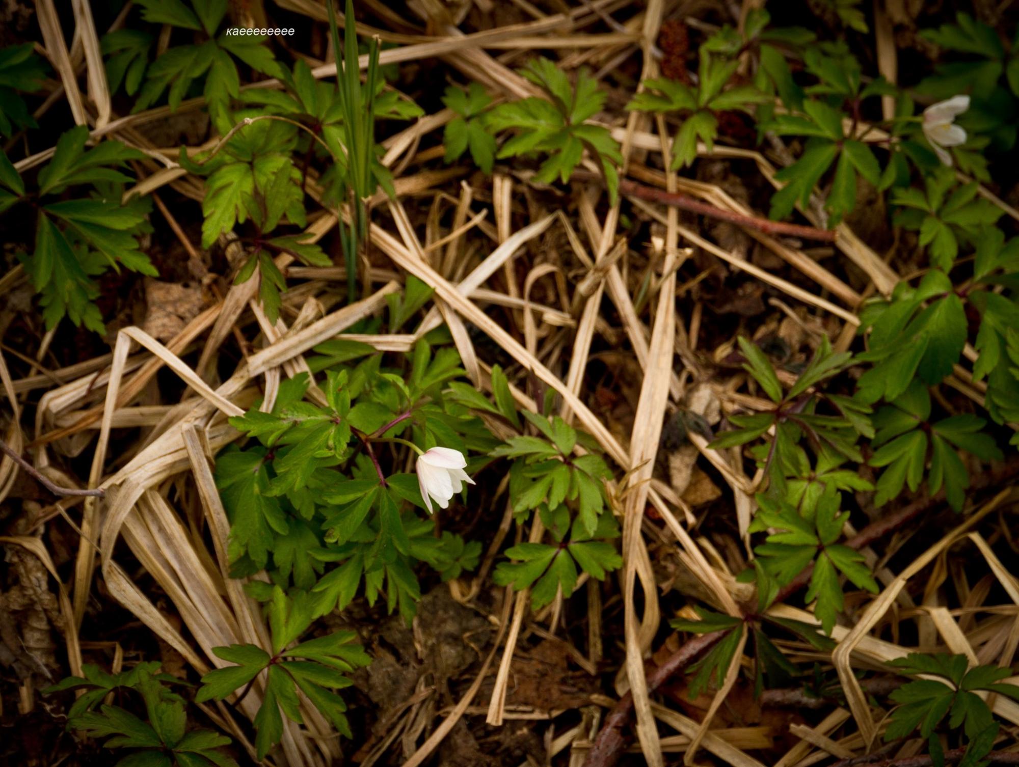 Світ краси став попелищем: дивовижні фото із зони відчуження до пожеж