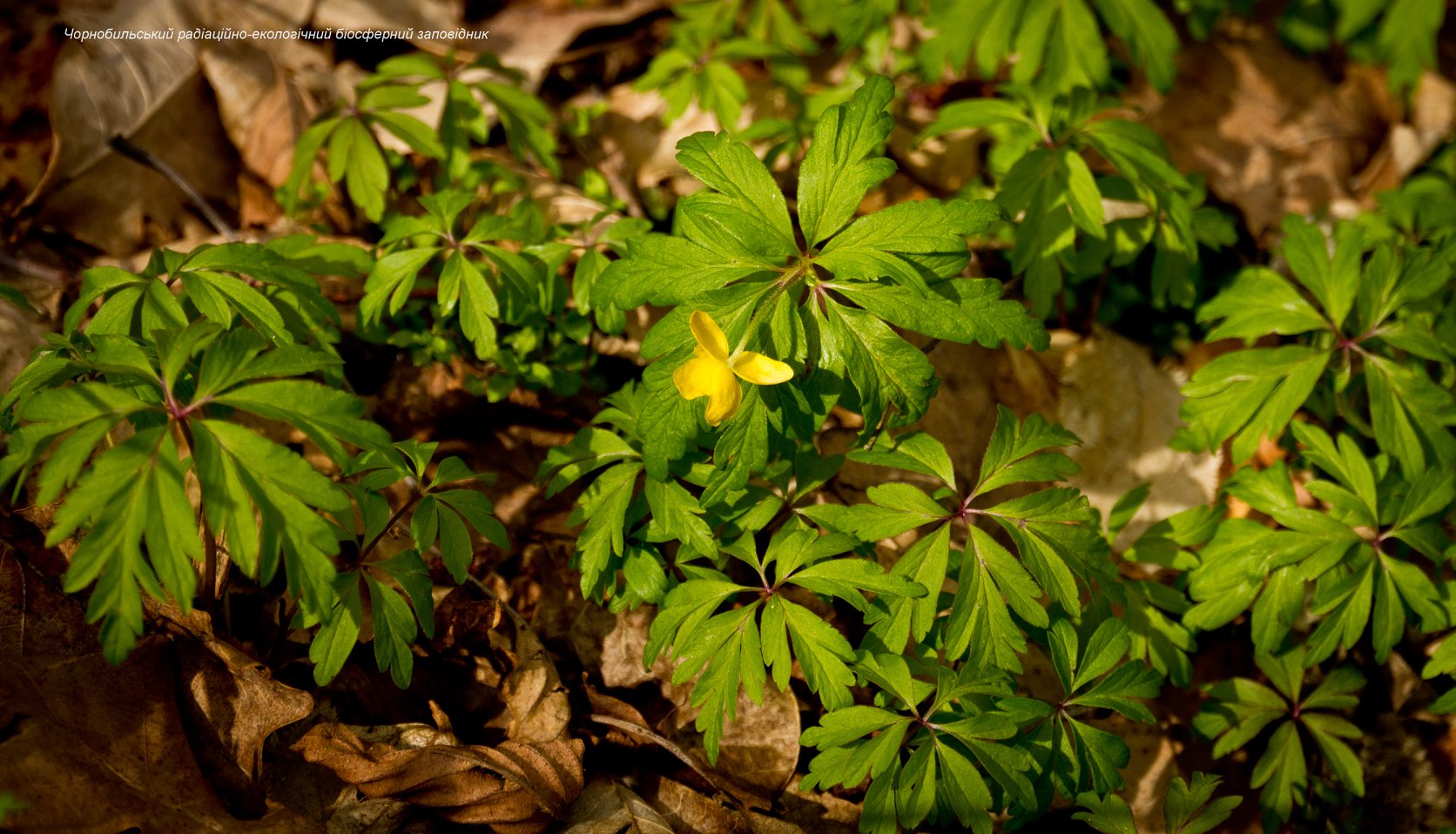 Світ краси став попелищем: дивовижні фото із зони відчуження до пожеж
