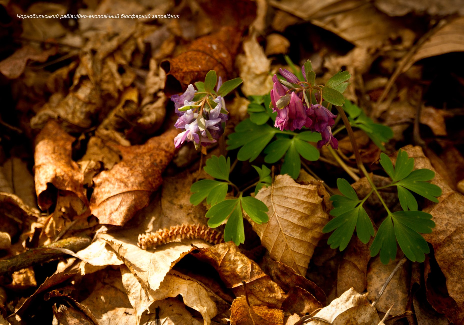 Світ краси став попелищем: дивовижні фото із зони відчуження до пожеж