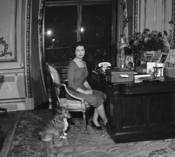 В Королевском дворце &quot;пополнение&quot;: Елизавета II завела новых питомцев