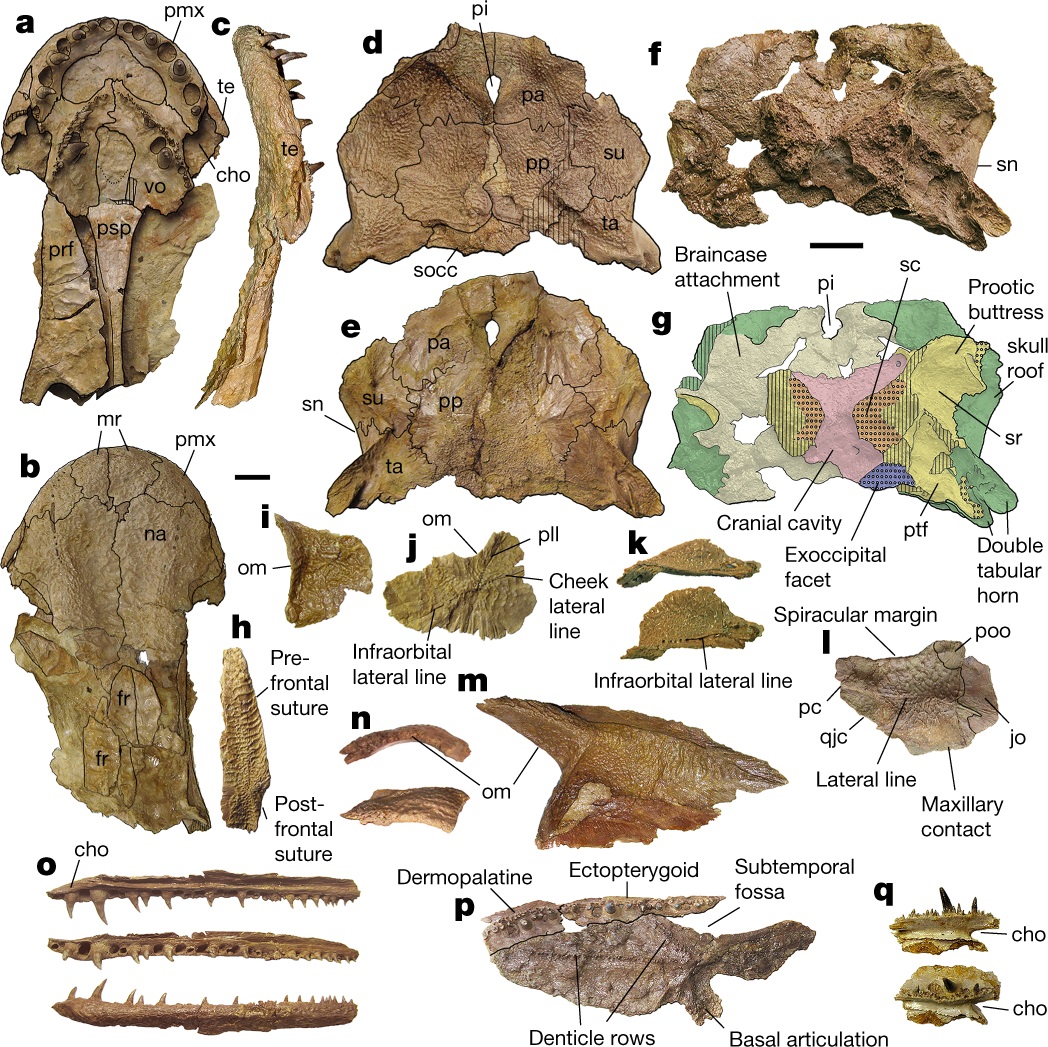 Вчені знайшли найдавнішого предка людини: відкриття пояснює багато чого