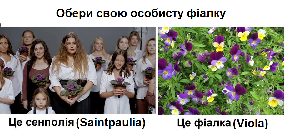 &quot;Не та фіалка&quot;: вчені знайшли помилку в кліпі групи KAZKA