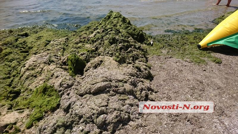 Туристы в шоке: на известном украинском курорте позеленел пляж (фото)
