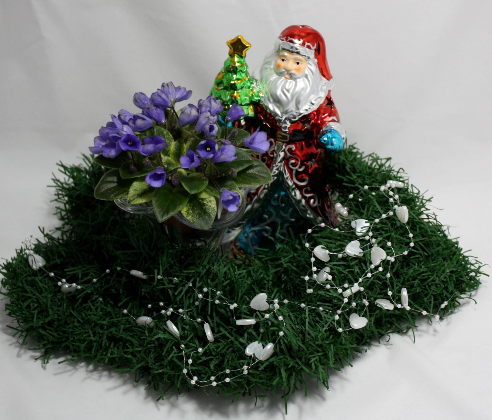 Фіалка розцвіла: українців запросили на унікальну виставку