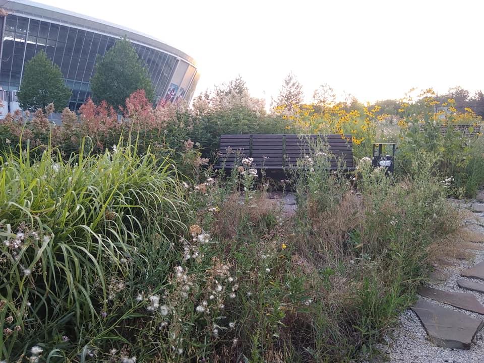 Куча диких собак и сорняки: появились ужасающие фото Донбасс-Арены