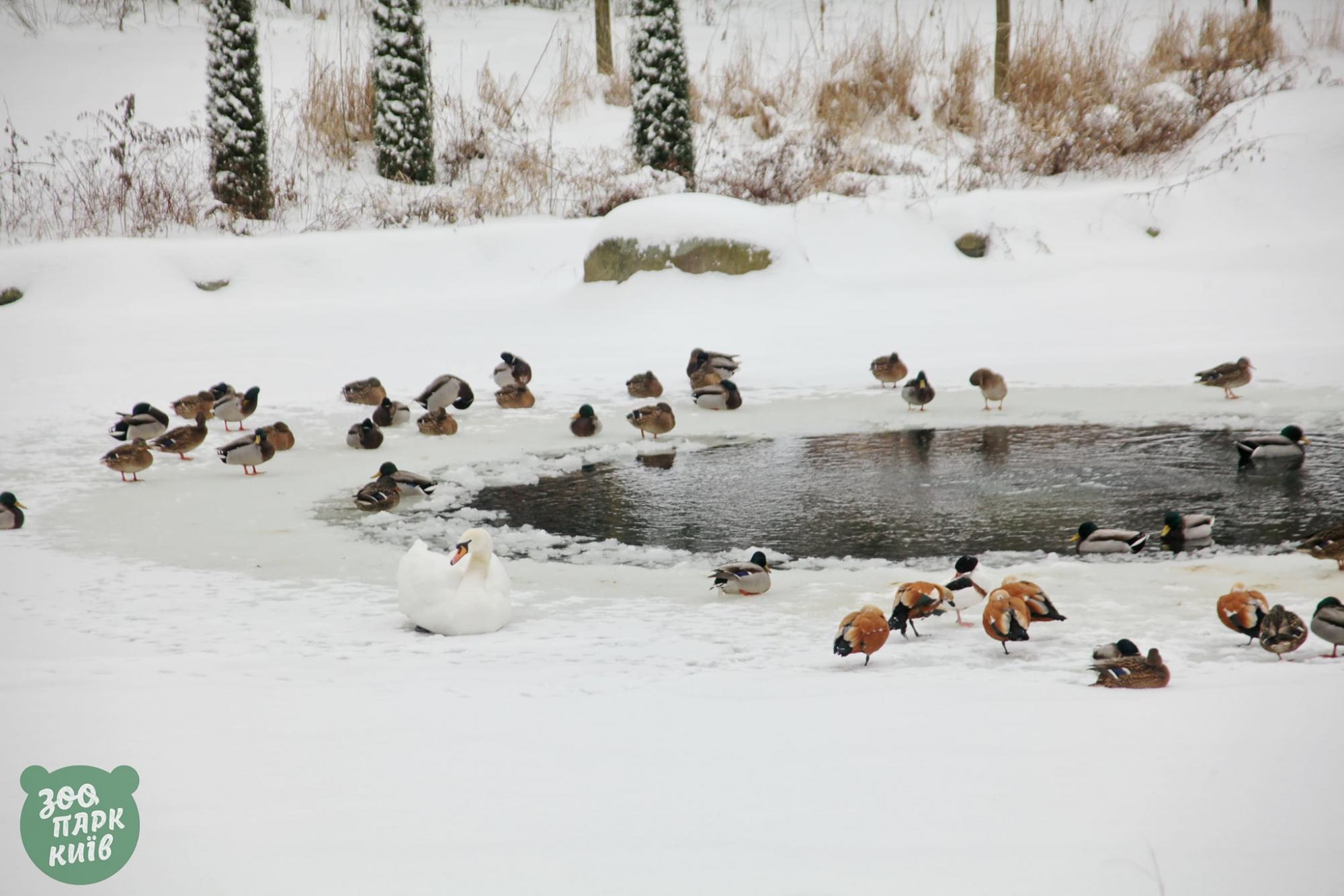 Эти невероятно красивые фото с заснеженного киевского зоопарка поднимут вам настроение