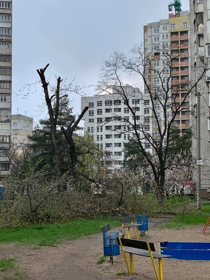 У Києві нещадно порізали дерева: "комусь не вистачає дров на шашлики?"