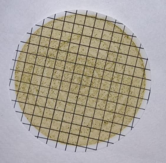 На популярному українському курорті після дощів "зацвіло" море: екологи б'ють на сполох (фото)