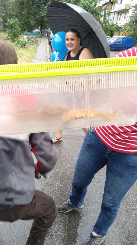 В Киеве змея сбежала от хозяев и заползла в автомобиль такси (фото)