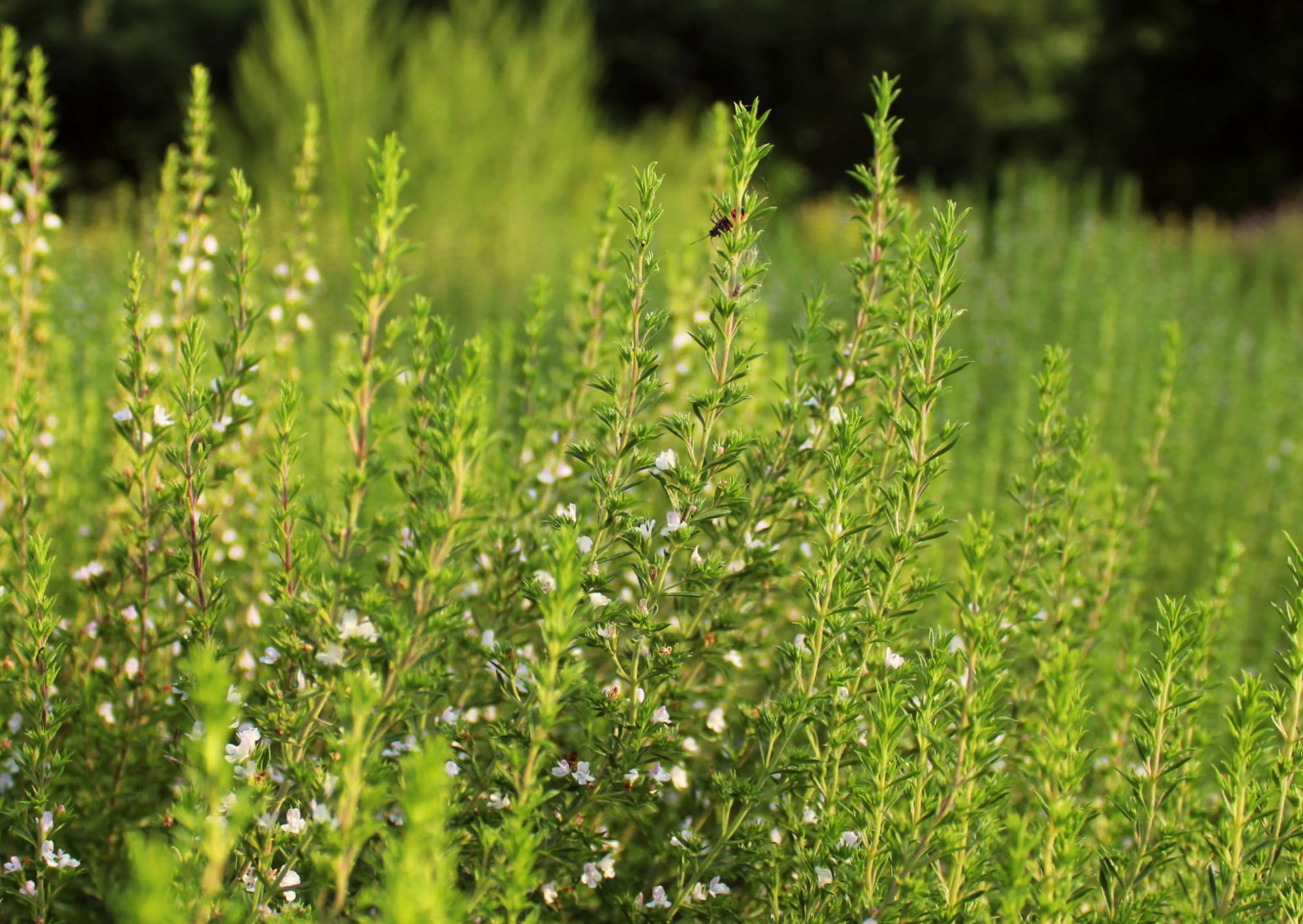 В киевском ботсаду началось роскошное цветение: завораживающие фото