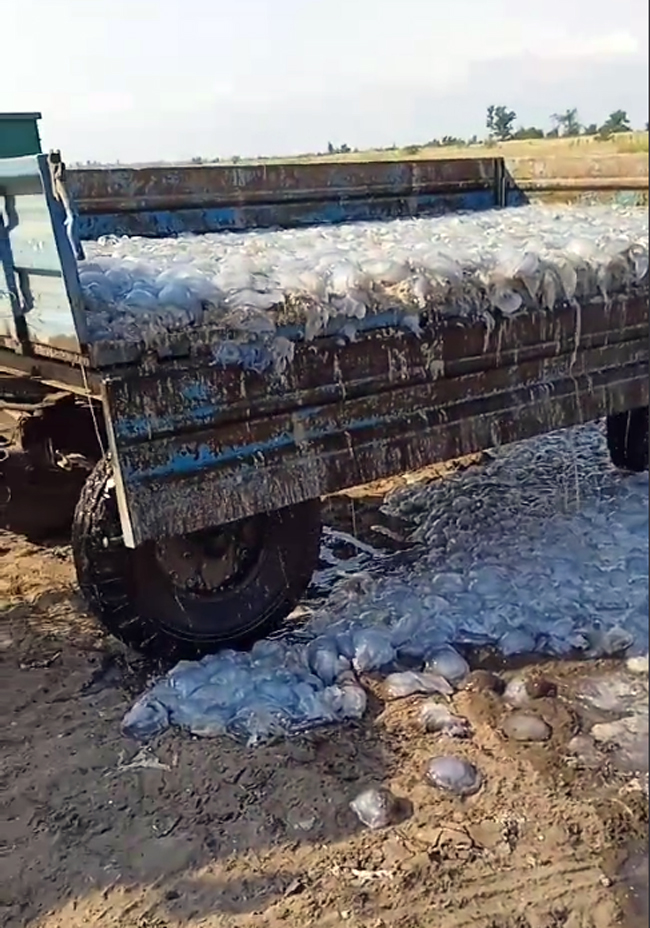 У Кирилівці образилися на мітинги через медуз і показали, як вирішують проблему (відео та фото)