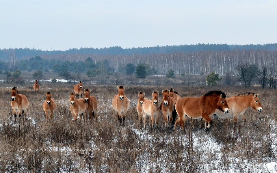 В Чернобыле лошади Пржевальского гибнут в браконьерских ловушках: бездушные циники!