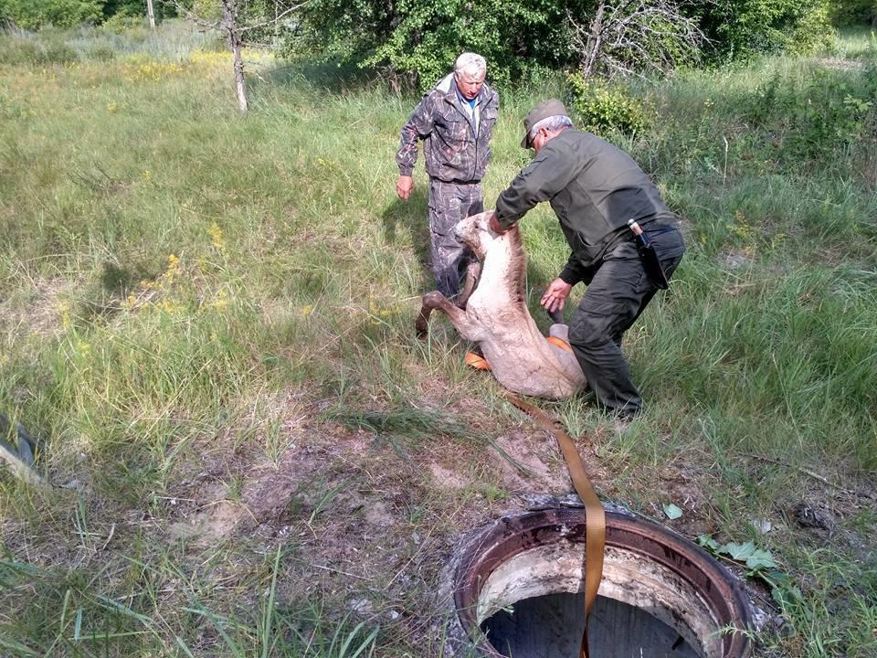 В Чернобыле лошади Пржевальского гибнут в браконьерских ловушках: бездушные циники!