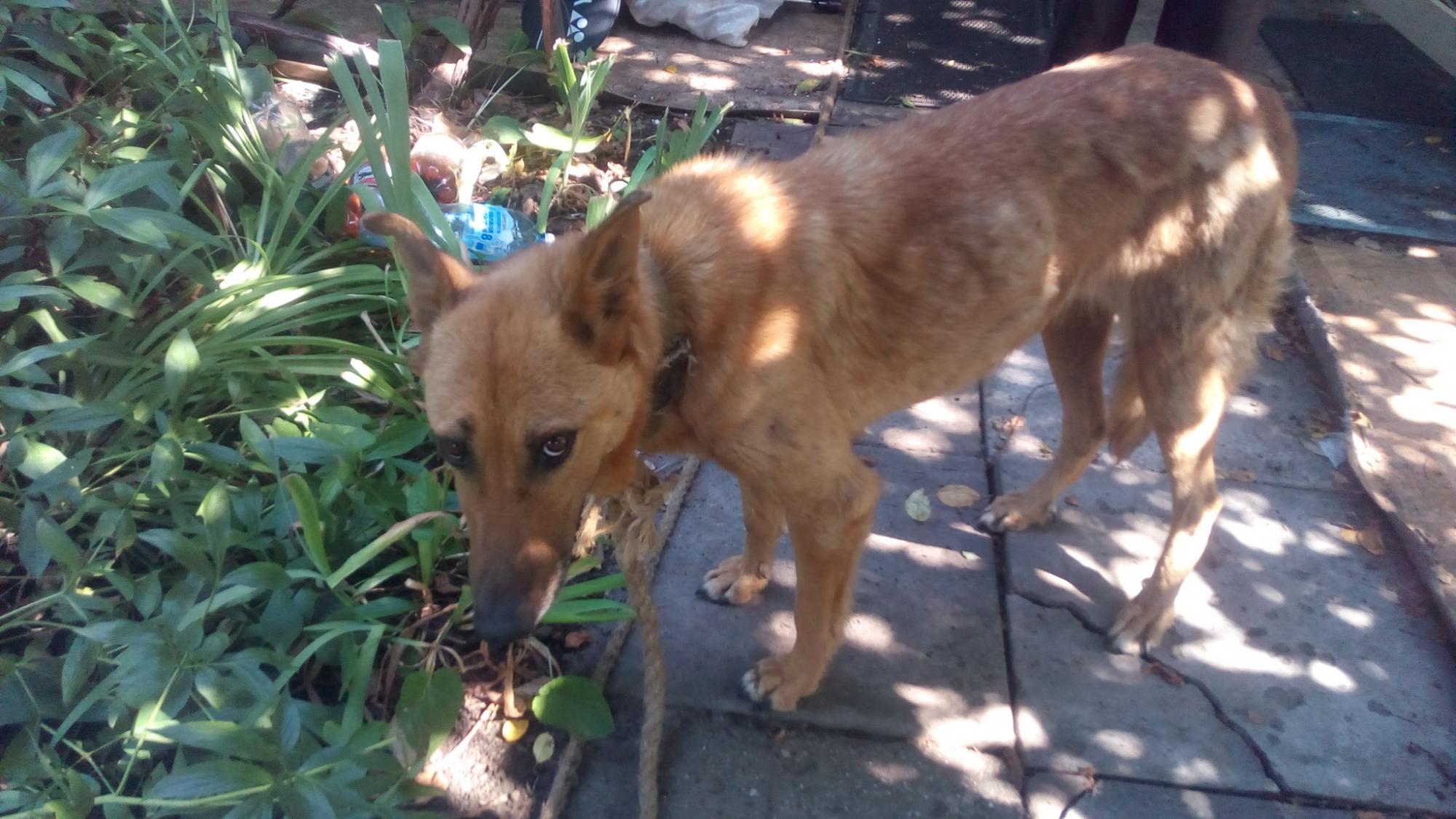 Діти відплатять їм так само: в Запоріжжі нелюди вирішили заморити Хатіко голодом (фото)