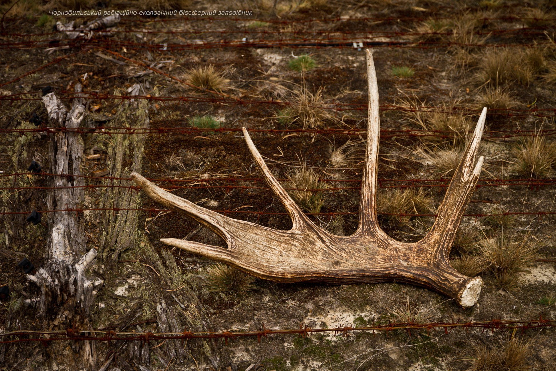 В Чернобыле лошади Пржевальского гибнут в браконьерских ловушках: бездушные циники!