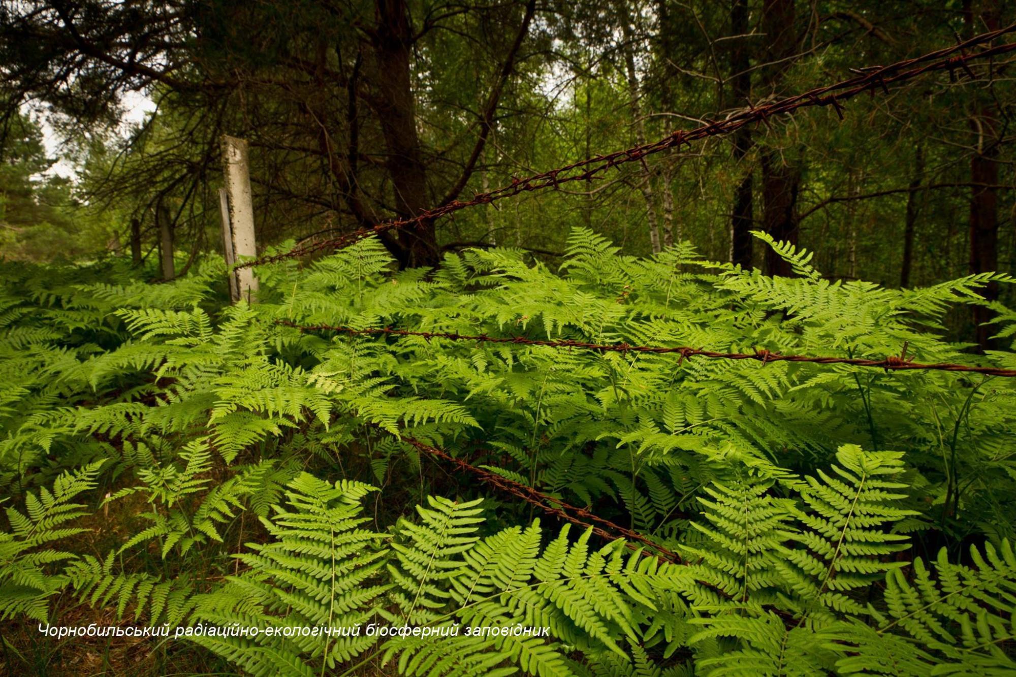 В Чернобыле лошади Пржевальского гибнут в браконьерских ловушках: бездушные циники!