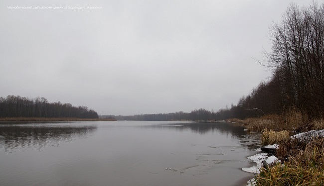 Аномальная зима: появились впечатляющие фото животных Чернобыля