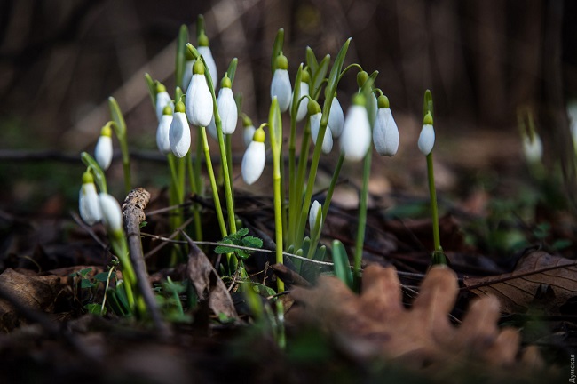 В Одесі через аномальну зиму розквітнув сад: фантастичні фото