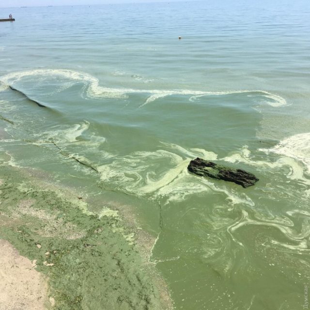Черное море снова становится зеленым: плавать не рекомендуется 
