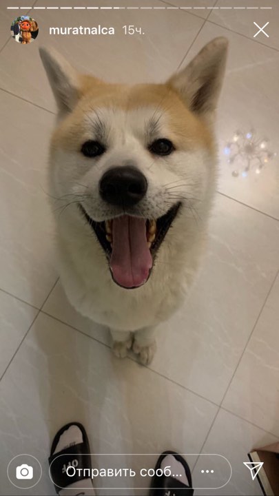 Сколько преданности! Ани Лорак показала своего верного друга