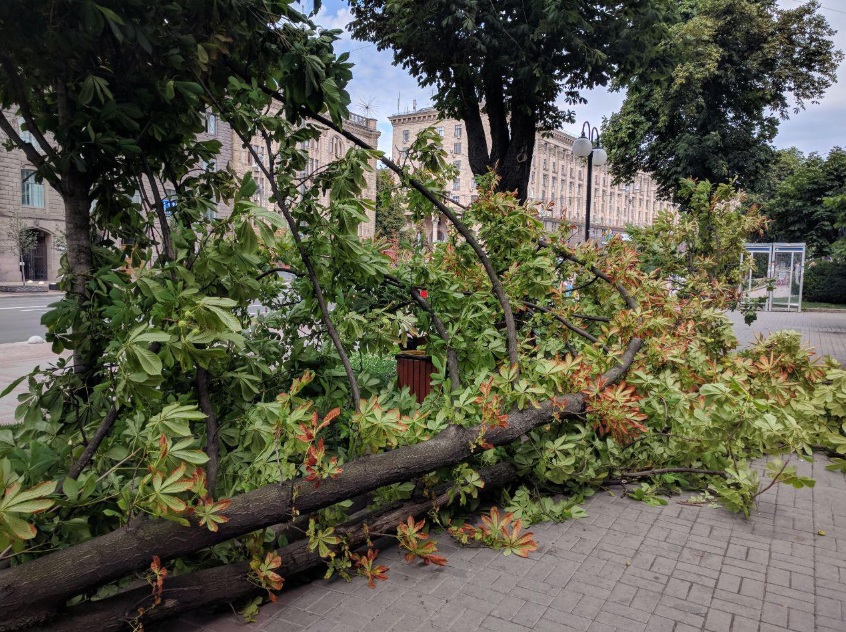 Ветер повалил огромный каштан на Крещатике: фото ЧП под Киеврадой