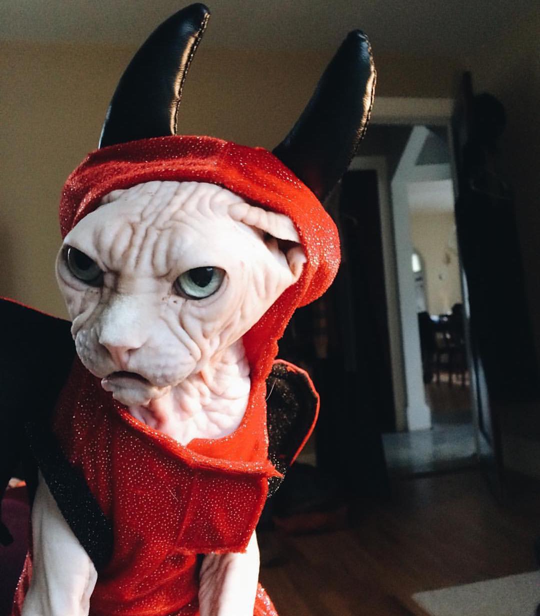 Хэллоуин 2019: топ страшно милых котиков