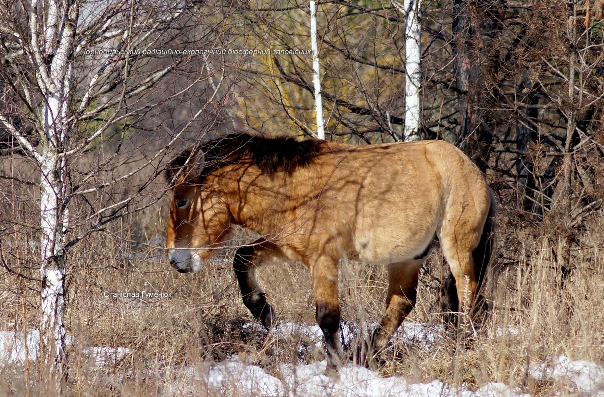 У Чорнобилі покрасувалися перед камерою зниклі тварини