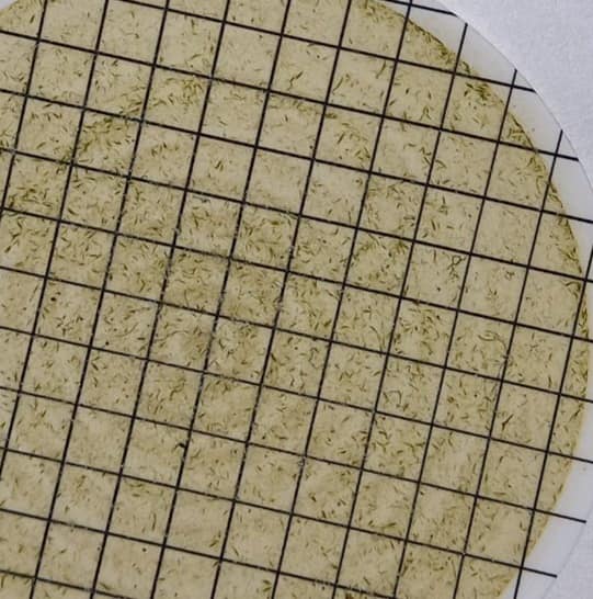 На популярному українському курорті після дощів "зацвіло" море: екологи б'ють на сполох (фото)