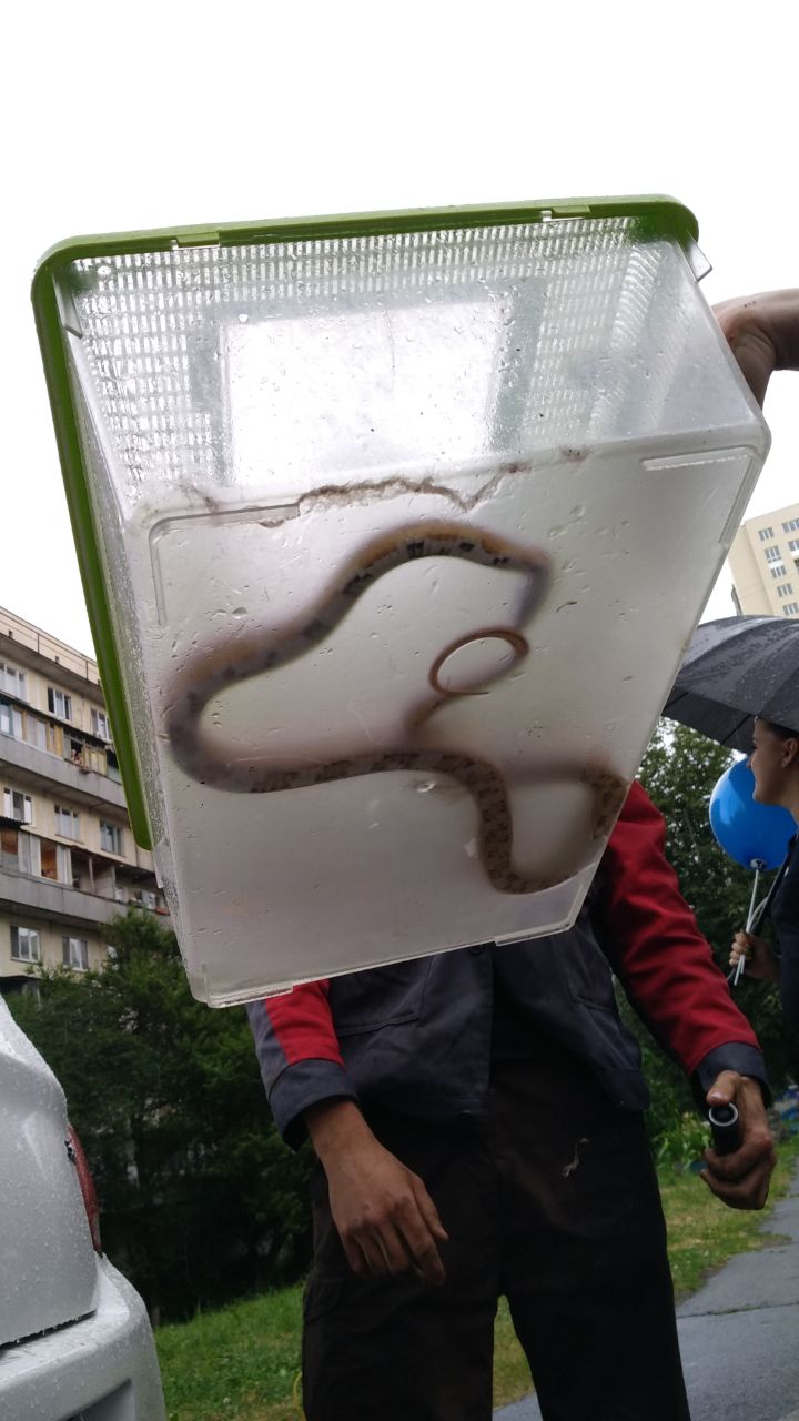 У Києві змія втекла від господарів і заповзла в автомобіль таксі (фото)